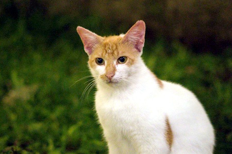 Kucing